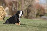 GRAND BOUVIER SUISSE 064